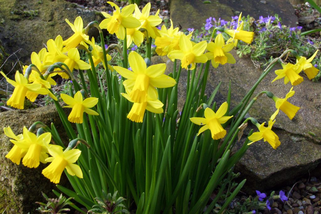 Daffodils – B – Web – Windrush Weather