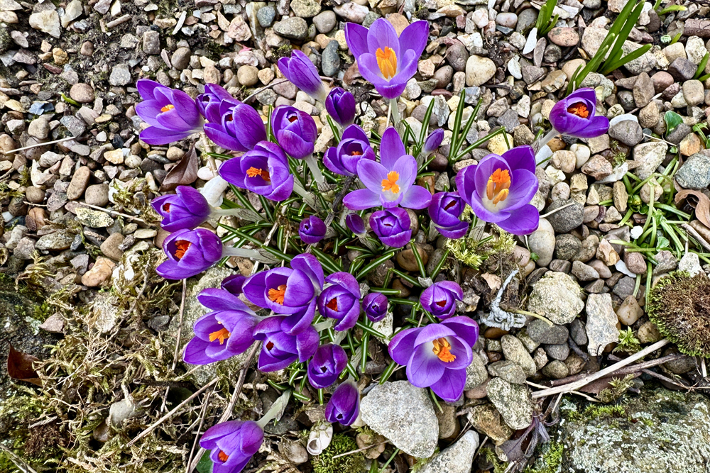 Prospect of more sunshine today, if variable, after hail on Monday